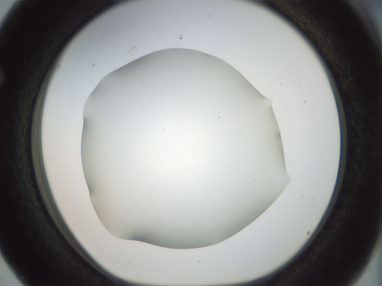 folderID169_plateID1169_batchID3178_wellNum63_profileID1_d1_r61821_ef.jpg