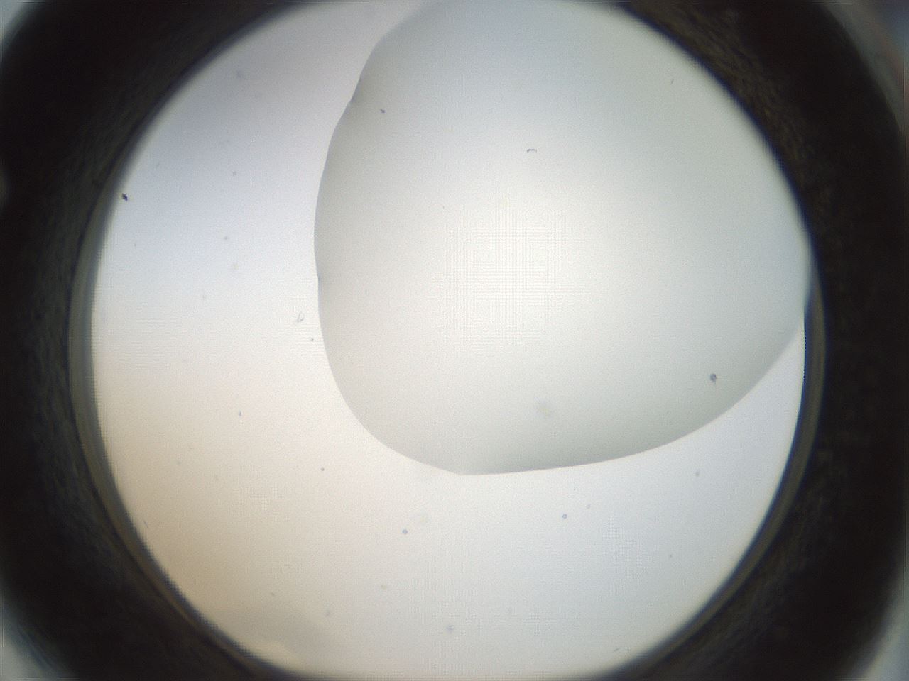 folderID169_plateID1169_batchID3178_wellNum64_profileID1_d1_r61822_ef.jpg