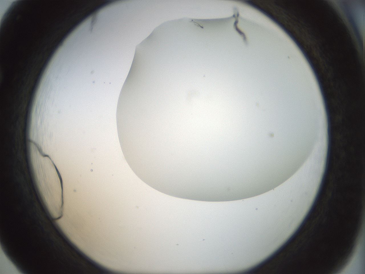 folderID169_plateID1169_batchID3178_wellNum65_profileID1_d1_r61823_ef.jpg