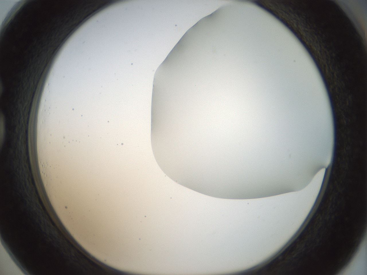 folderID169_plateID1169_batchID3178_wellNum73_profileID1_d1_r61831_ef.jpg