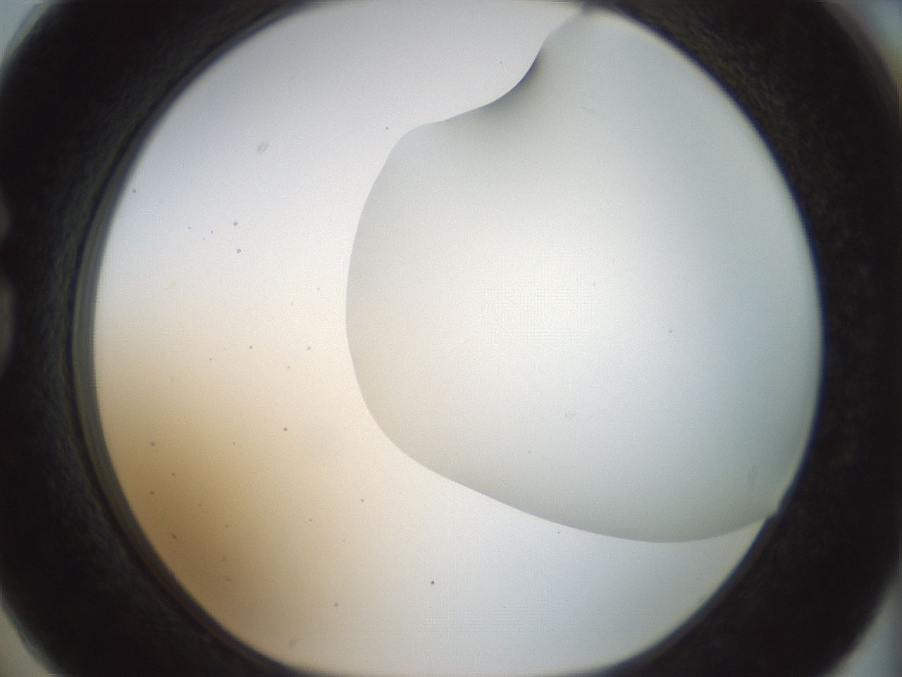 folderID169_plateID1169_batchID3178_wellNum74_profileID1_d1_r61832_ef.jpg