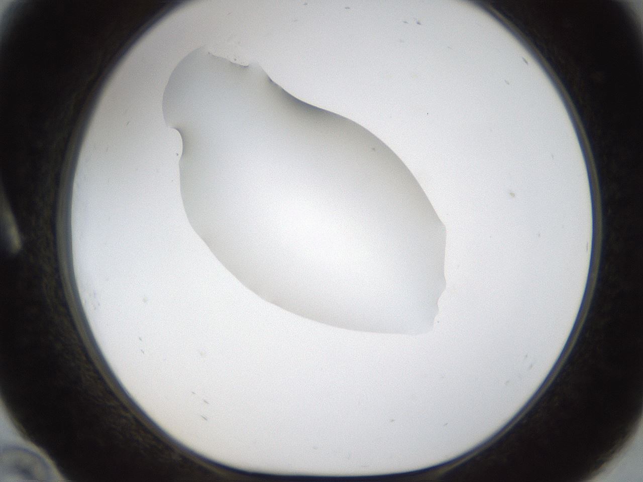 folderID16_plateID1016_batchID1885_wellNum10_profileID1_d1_r42893_ef.jpg