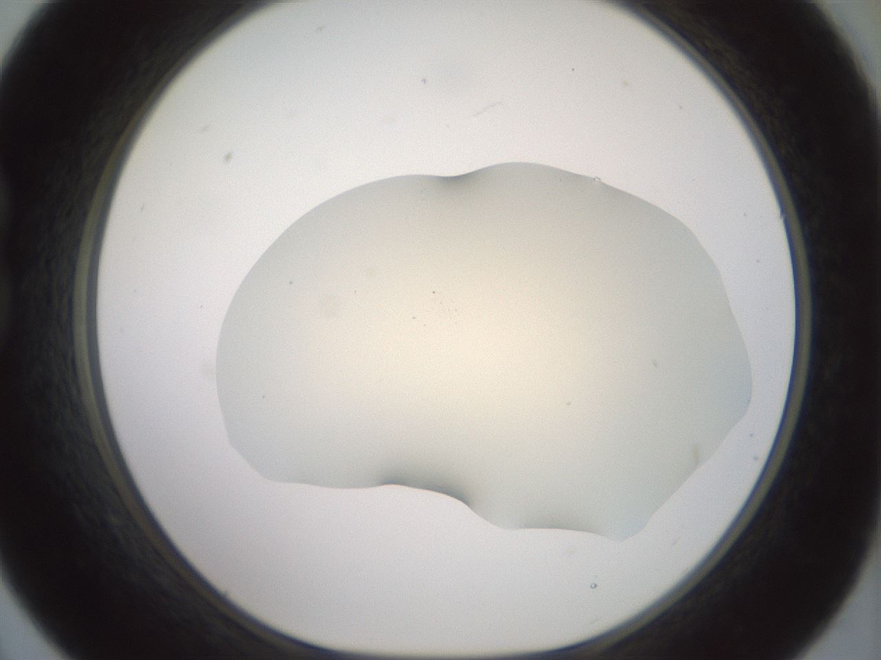 folderID16_plateID2016_batchID8964_wellNum21_profileID1_d1_r135890_ef.jpg
