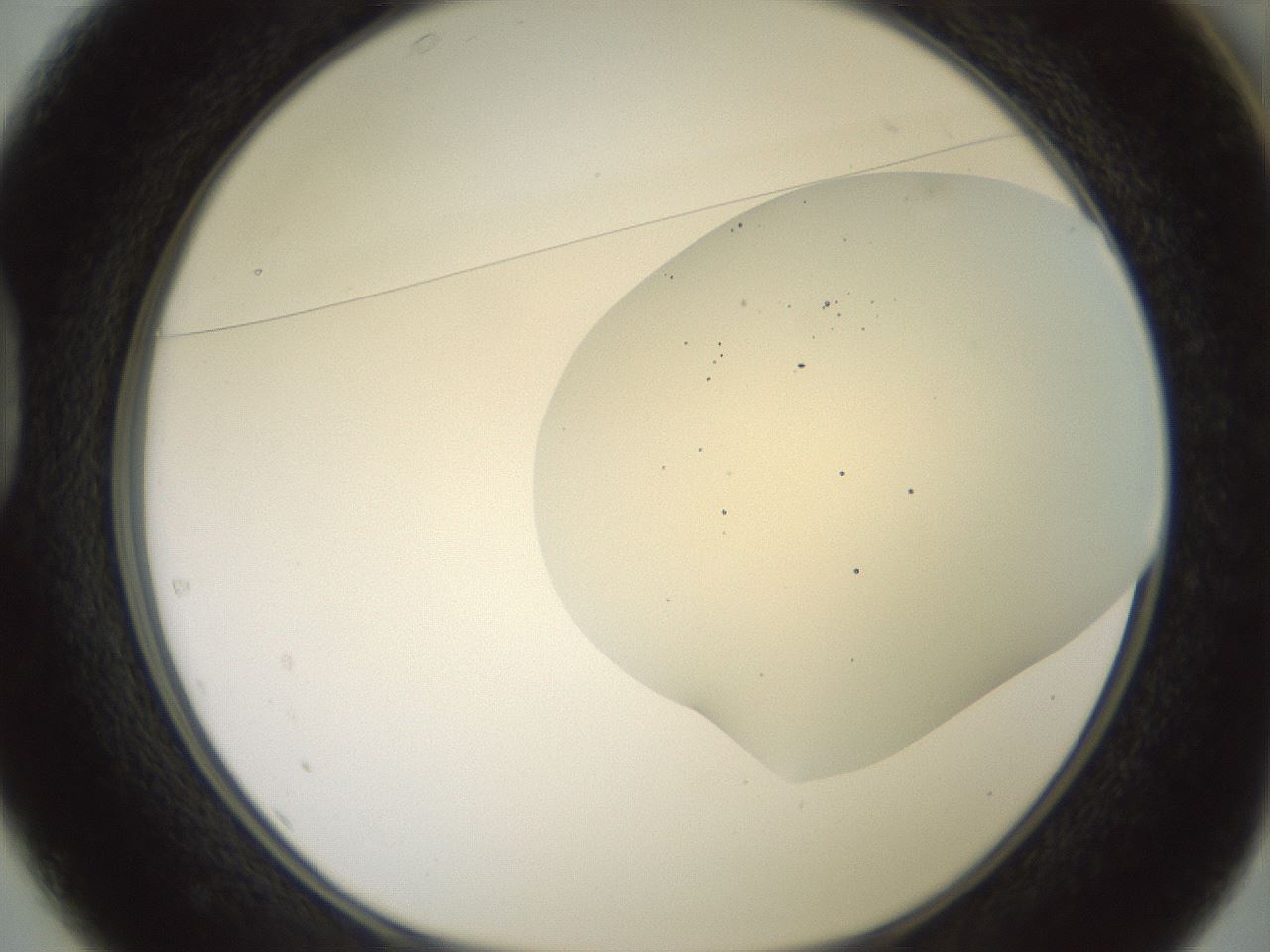 folderID16_plateID2016_batchID8964_wellNum37_profileID1_d1_r135922_ef.jpg