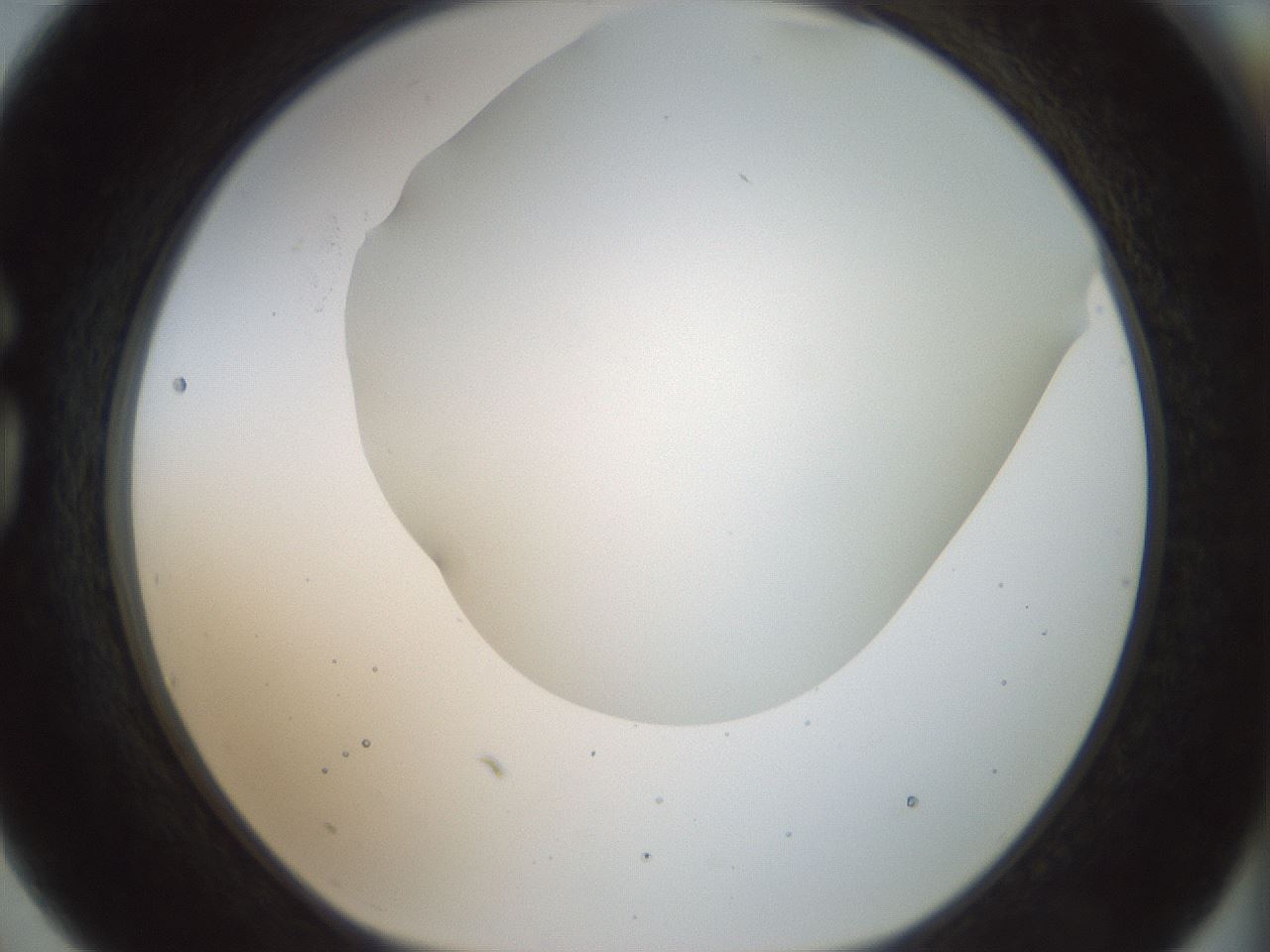 folderID169_plateID1169_batchID3178_wellNum75_profileID1_d1_r61833_ef.jpg