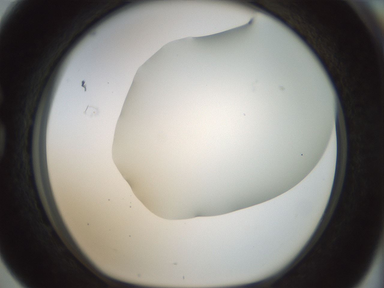 folderID169_plateID1169_batchID3178_wellNum76_profileID1_d1_r61834_ef.jpg