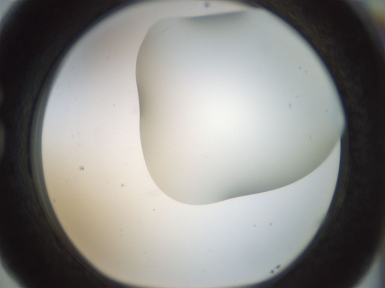 folderID169_plateID1169_batchID3178_wellNum77_profileID1_d1_r61835_ef.jpg