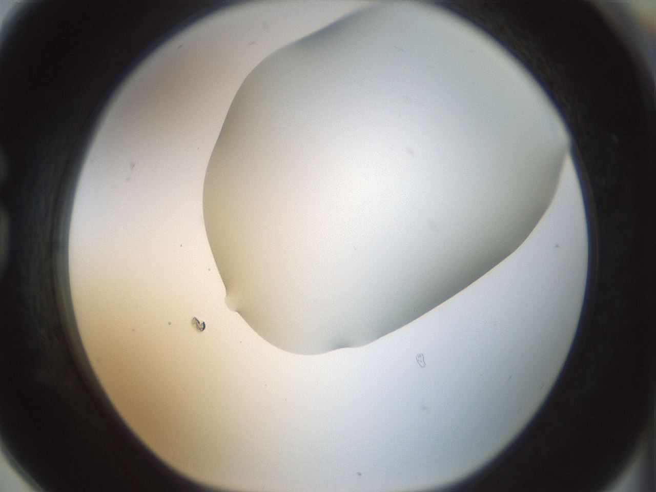 folderID169_plateID1169_batchID3178_wellNum78_profileID1_d1_r61836_ef.jpg