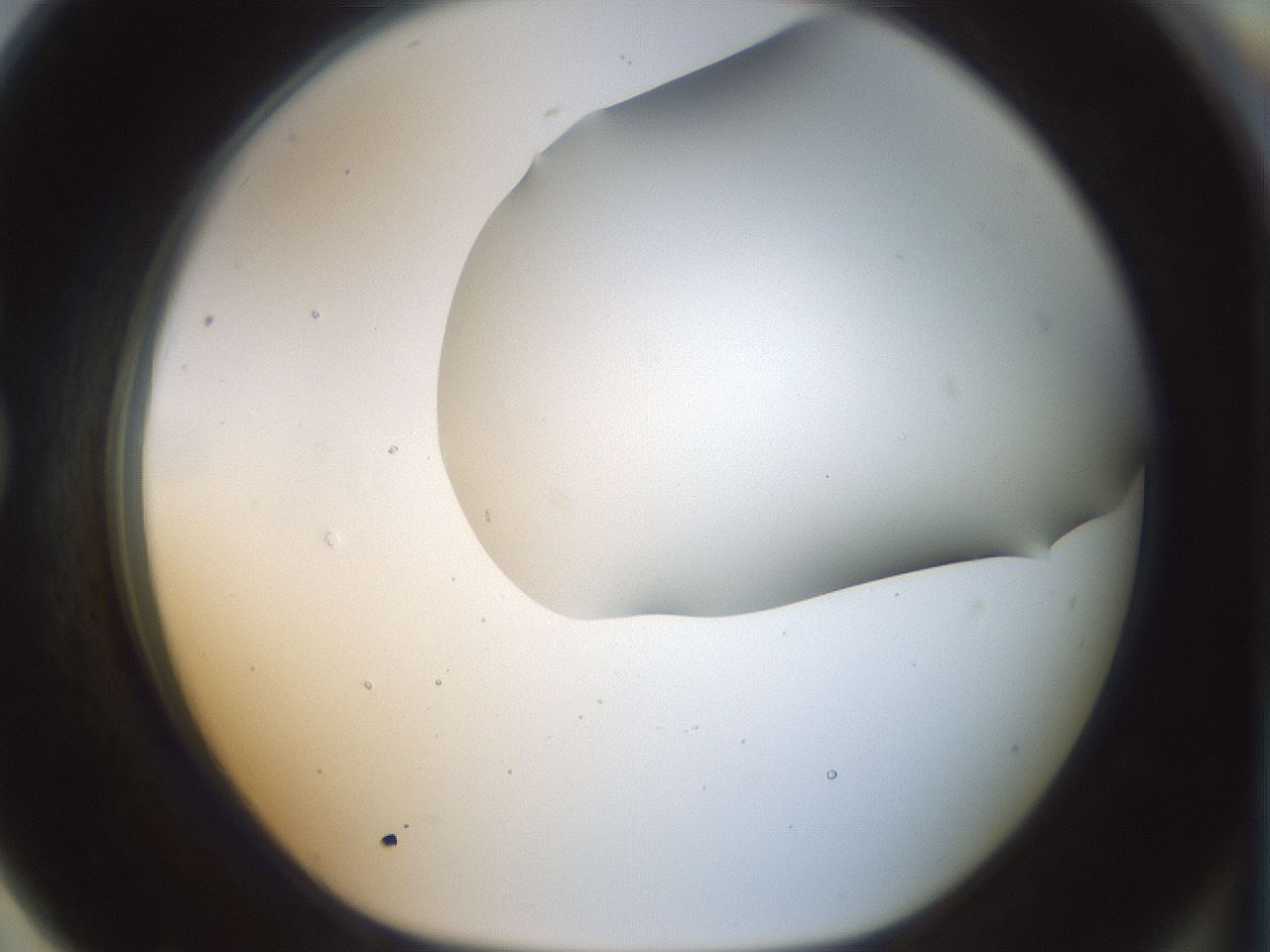 folderID169_plateID1169_batchID3178_wellNum79_profileID1_d1_r61837_ef.jpg