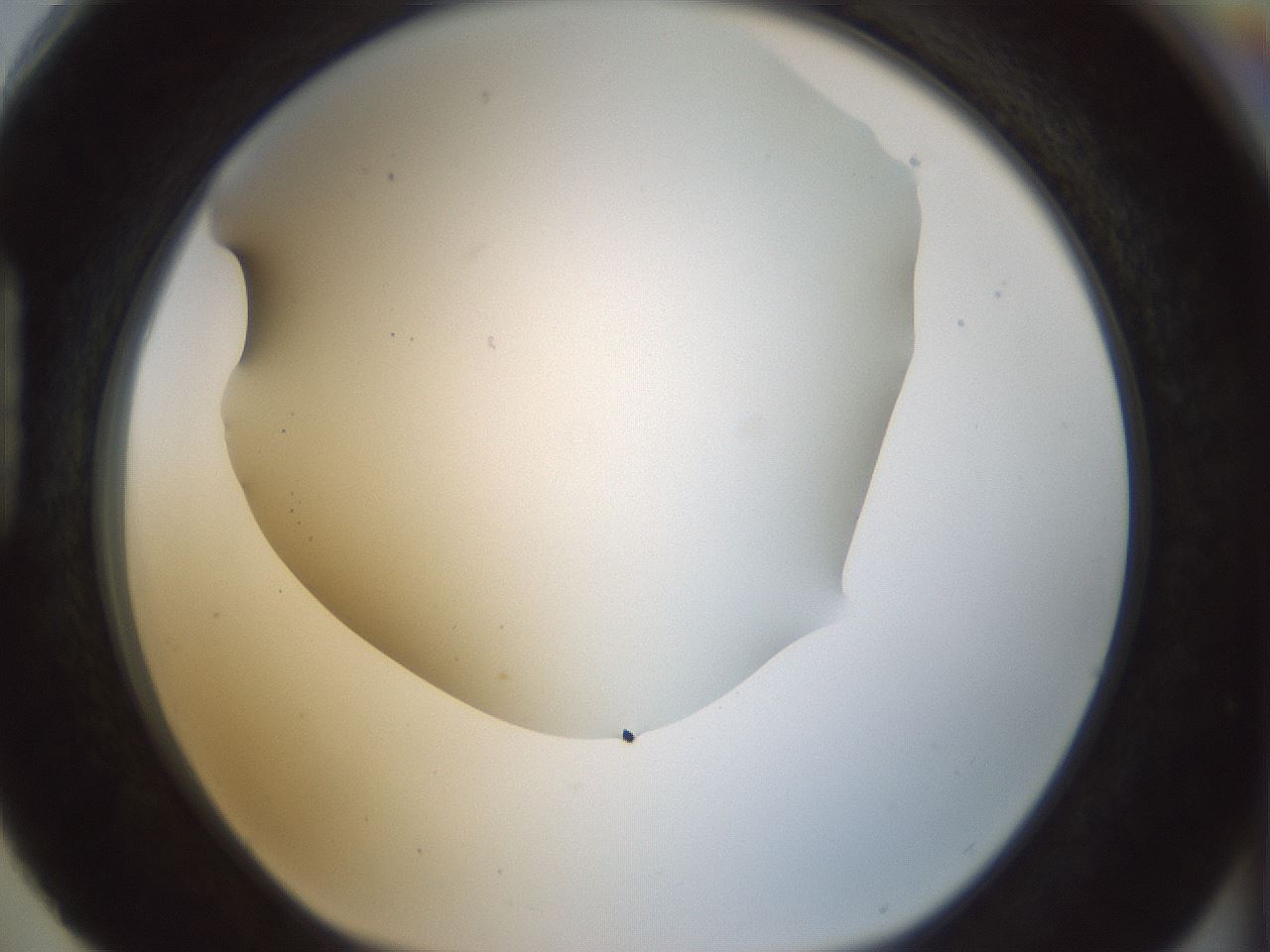 folderID169_plateID1169_batchID3178_wellNum88_profileID1_d1_r61846_ef.jpg