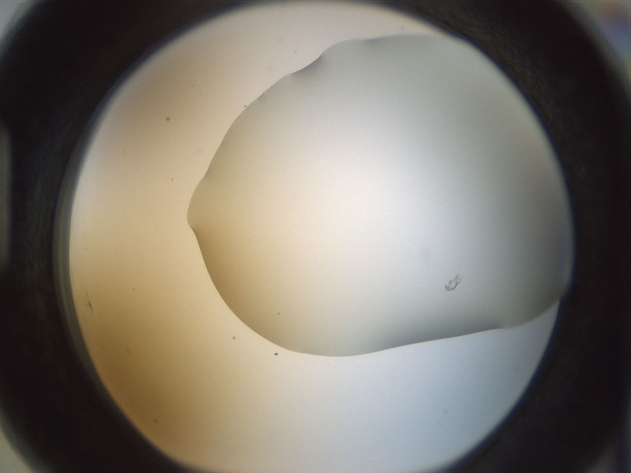 folderID169_plateID1169_batchID3178_wellNum89_profileID1_d1_r61847_ef.jpg