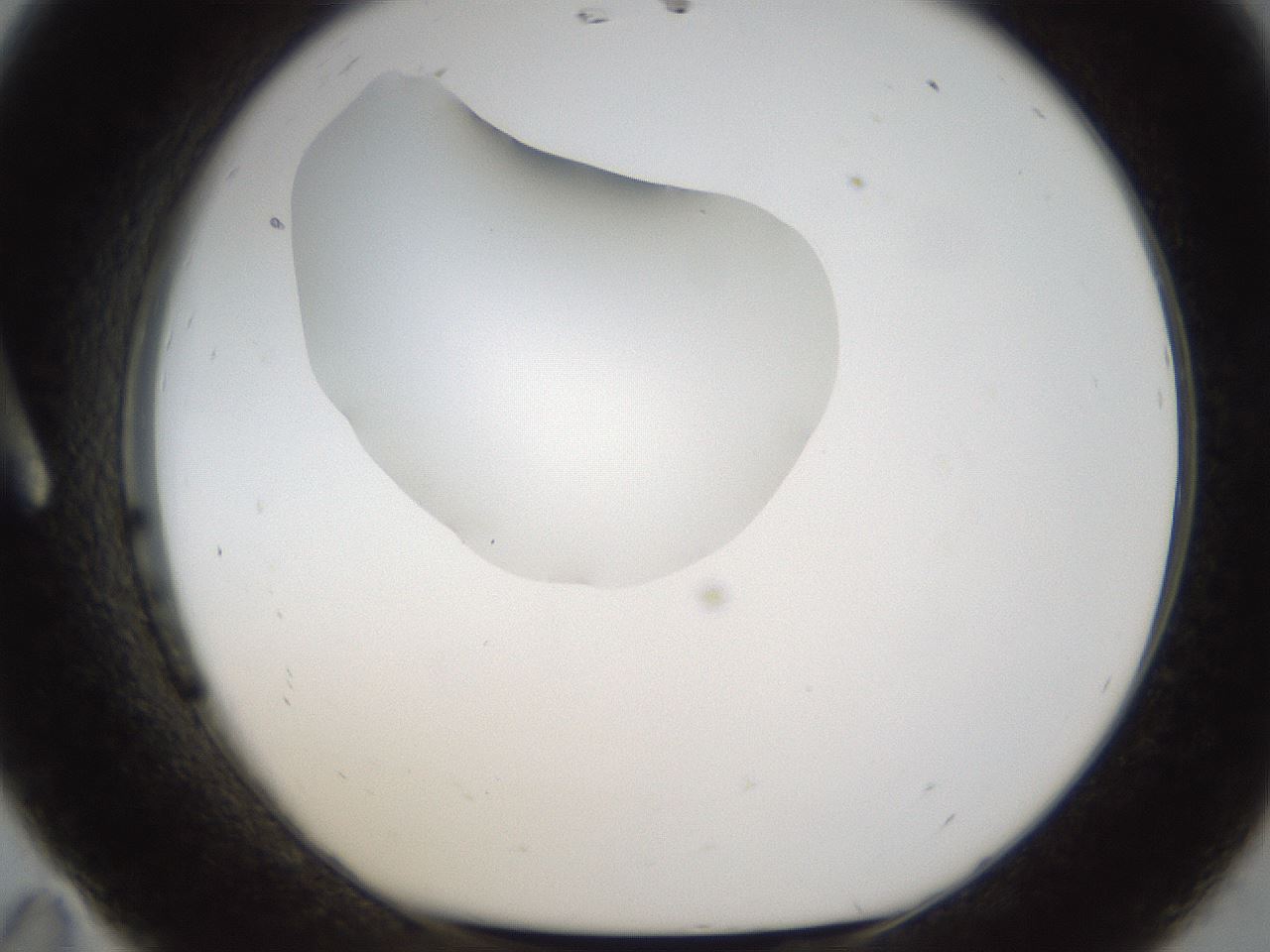 folderID16_plateID1016_batchID1885_wellNum11_profileID1_d1_r42894_ef.jpg