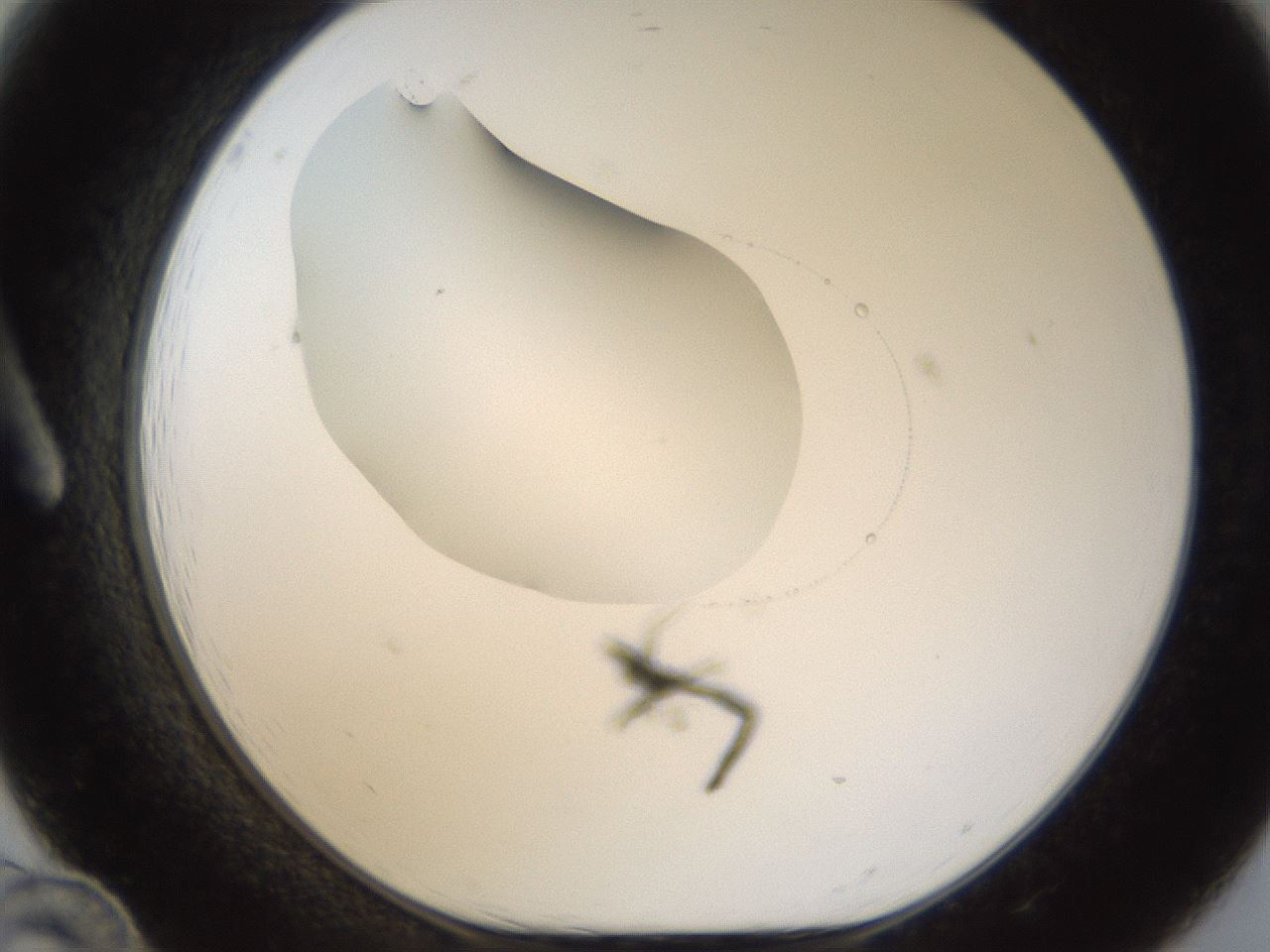 folderID16_plateID1016_batchID1885_wellNum12_profileID1_d1_r42895_ef.jpg