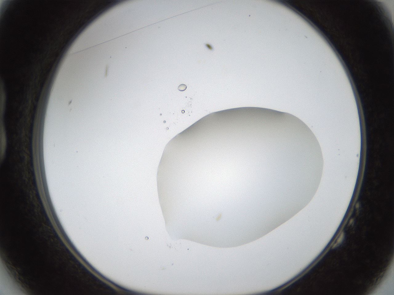 folderID16_plateID1016_batchID1885_wellNum14_profileID1_d1_r42897_ef.jpg