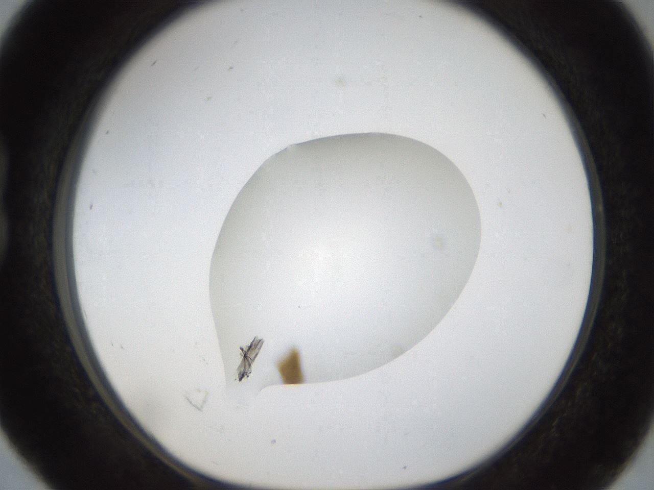 folderID16_plateID1016_batchID1885_wellNum16_profileID1_d1_r42899_ef.jpg