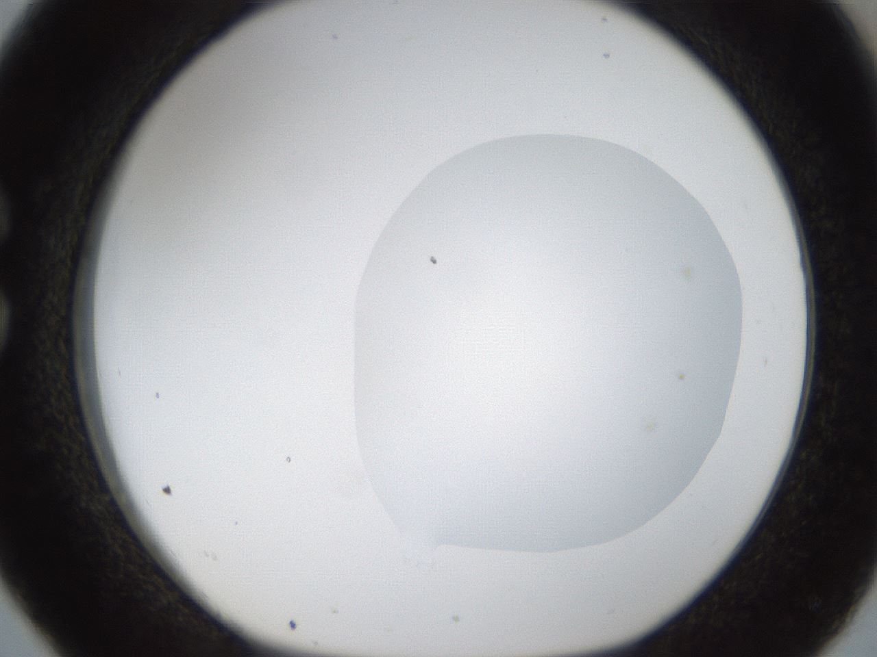 folderID16_plateID1016_batchID1885_wellNum26_profileID1_d1_r42909_ef.jpg