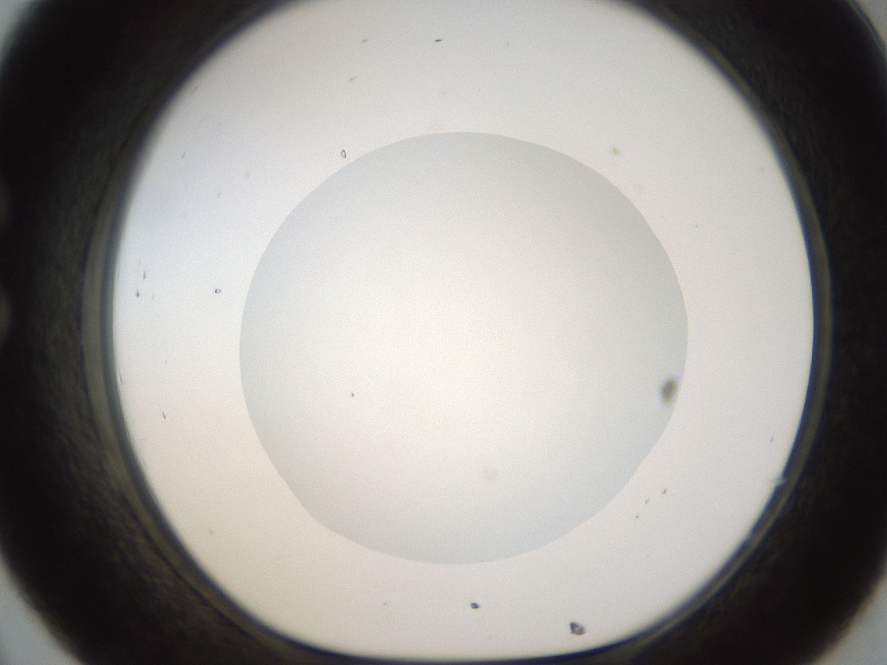 folderID16_plateID1016_batchID1885_wellNum32_profileID1_d1_r42915_ef.jpg