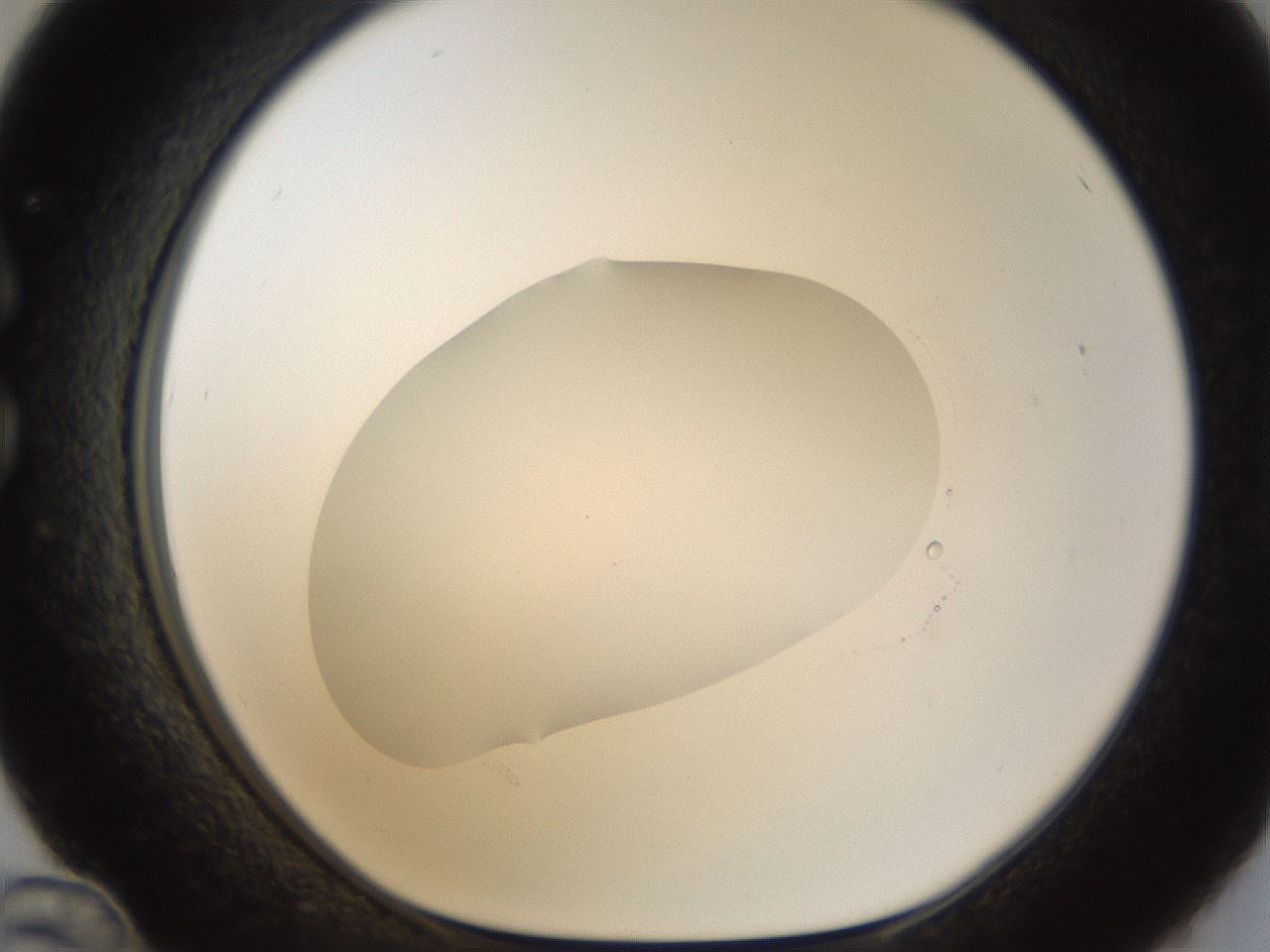 folderID16_plateID1016_batchID1885_wellNum36_profileID1_d1_r42919_ef.jpg
