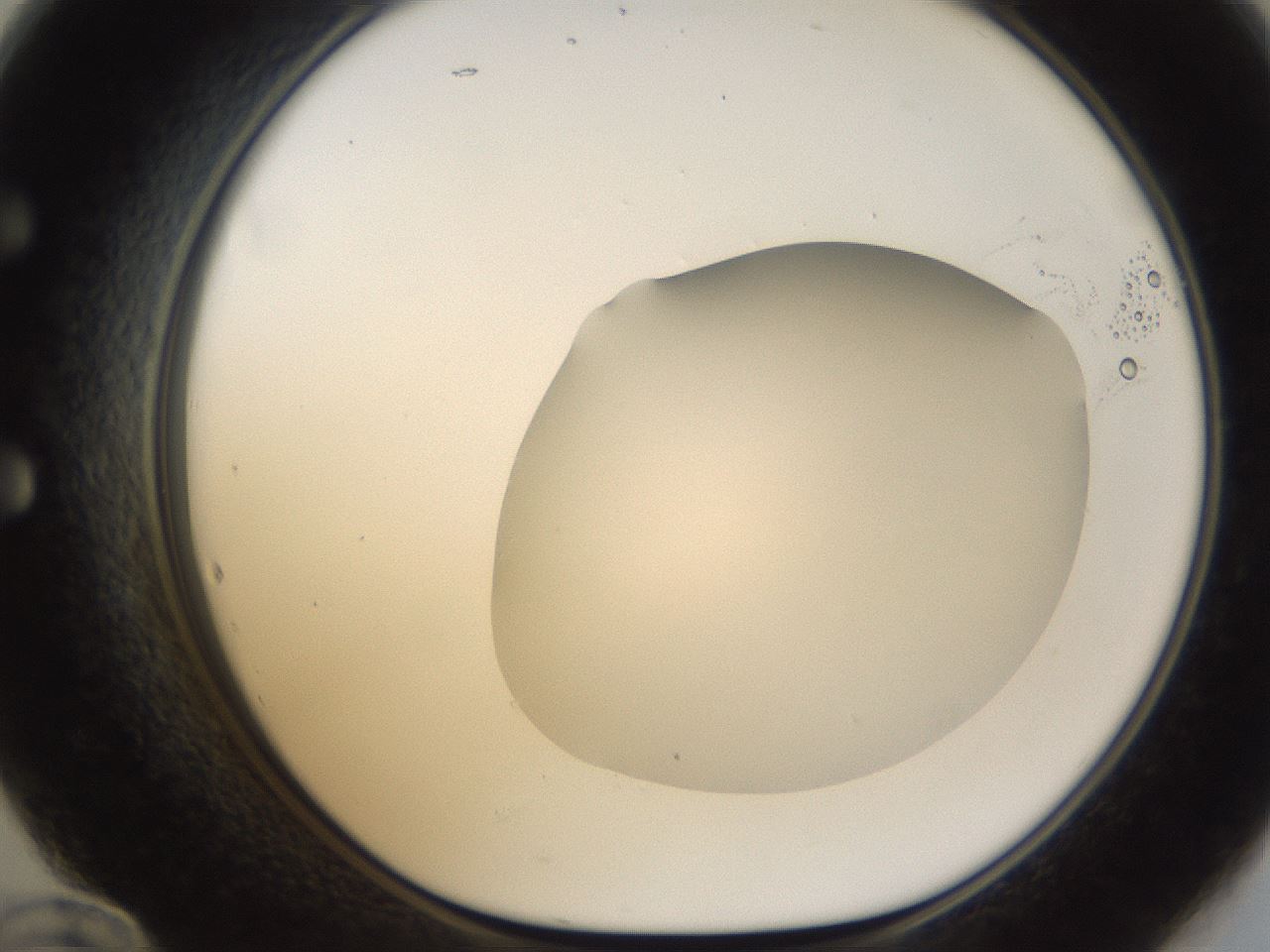 folderID16_plateID1016_batchID1885_wellNum60_profileID1_d1_r42943_ef.jpg