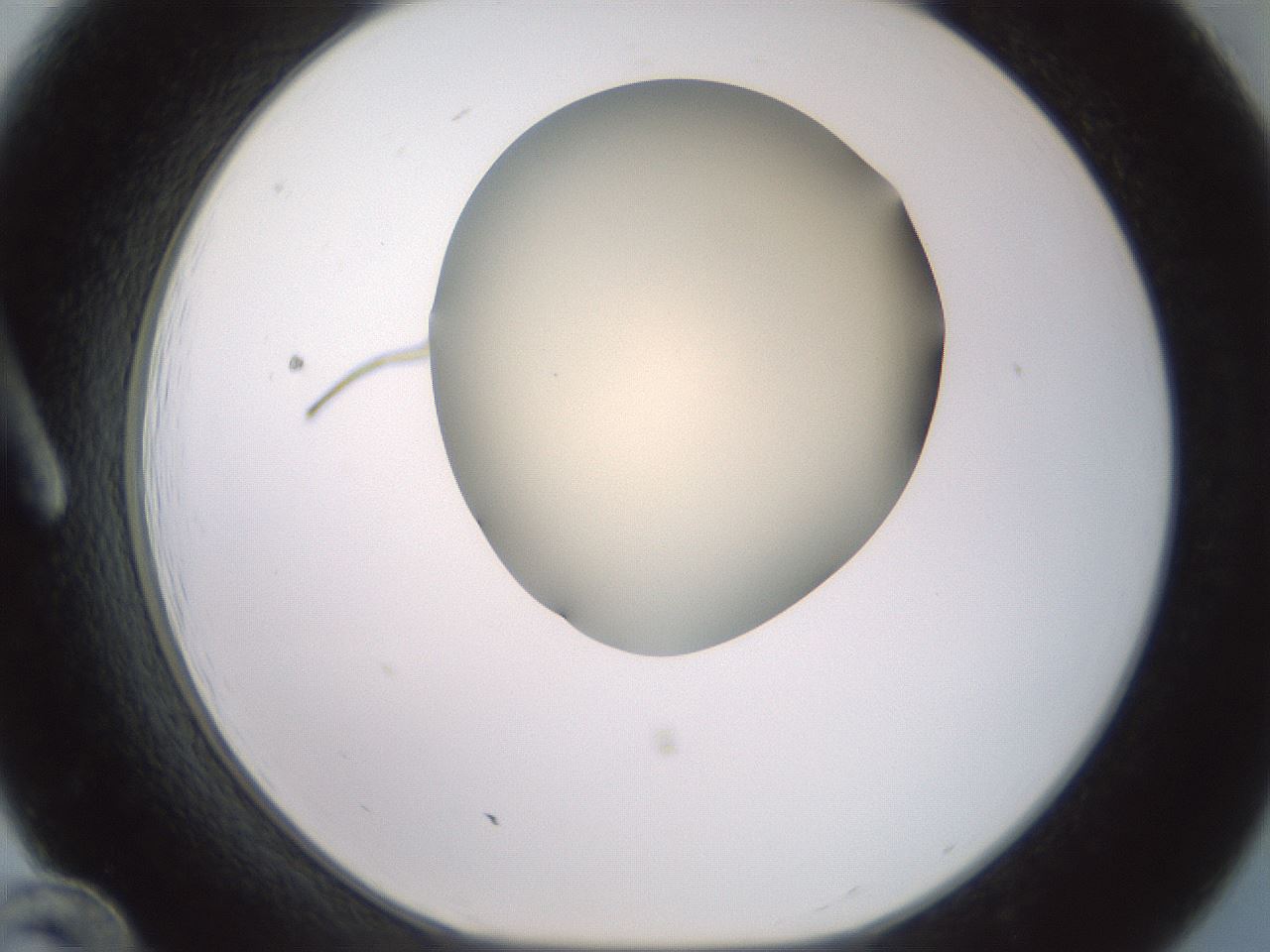 folderID16_plateID2016_batchID8964_wellNum12_profileID1_d1_r135872_ef.jpg