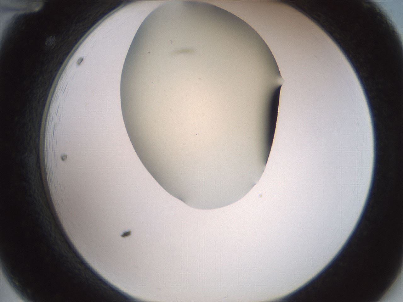 folderID16_plateID2016_batchID8964_wellNum12_profileID1_d2_r135873_ef.jpg