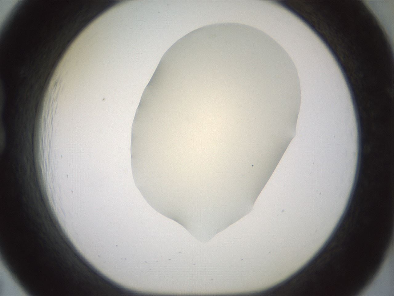 folderID16_plateID2016_batchID8964_wellNum19_profileID1_d1_r135886_ef.jpg