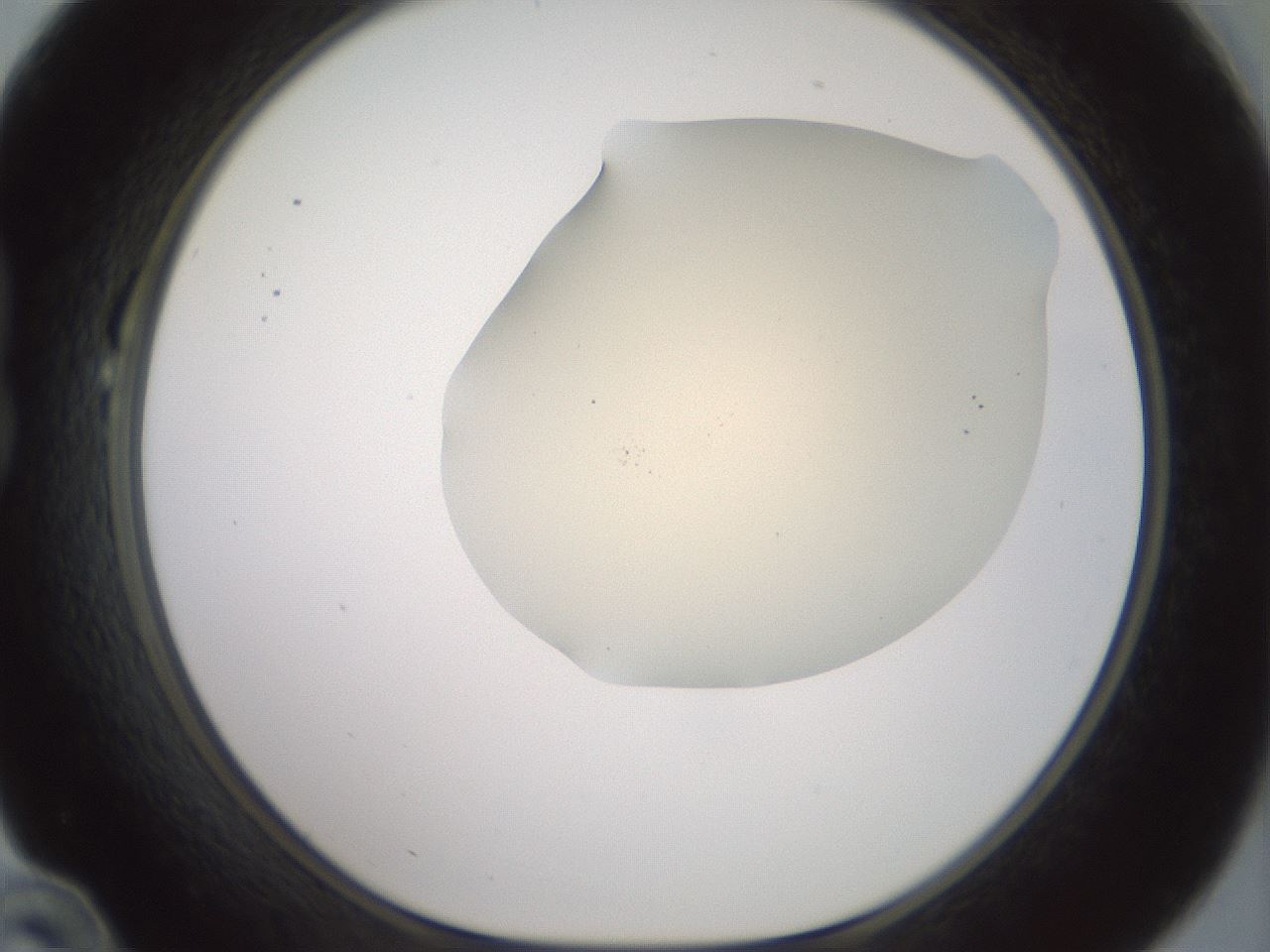 folderID16_plateID2016_batchID8964_wellNum22_profileID1_d1_r135892_ef.jpg