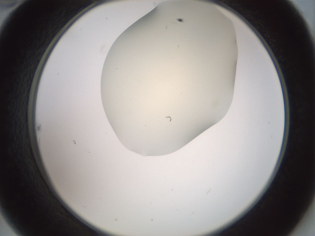folderID16_plateID2016_batchID8964_wellNum22_profileID1_d2_r135893_ef.jpg