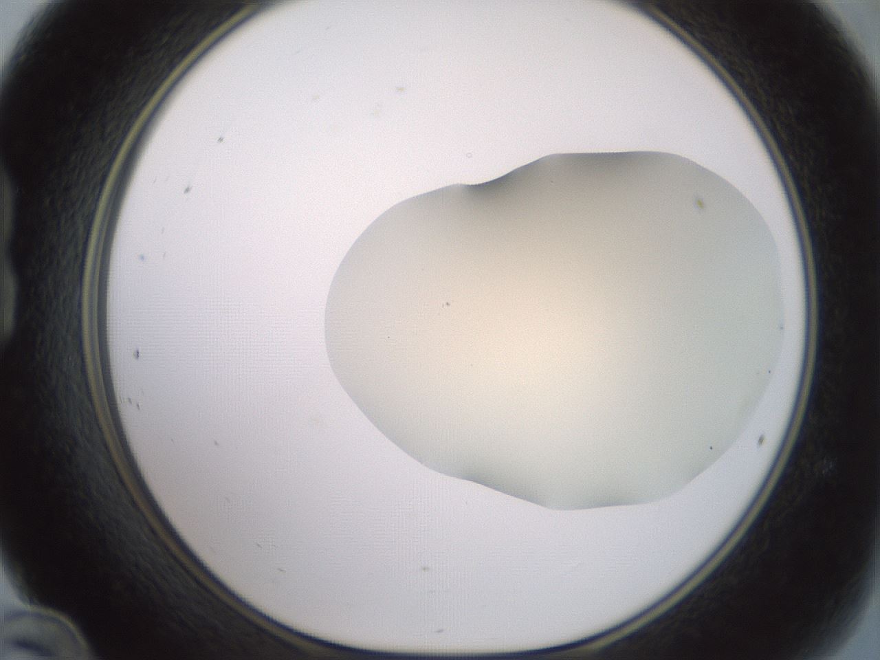 folderID16_plateID2016_batchID8964_wellNum24_profileID1_d1_r135896_ef.jpg