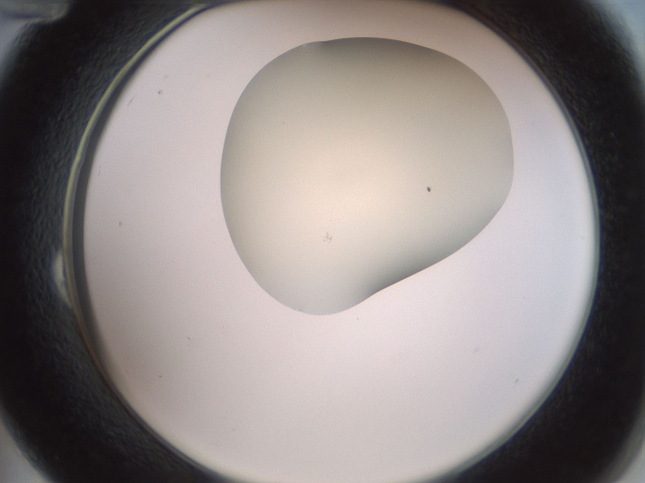 folderID16_plateID2016_batchID8964_wellNum24_profileID1_d2_r135897_ef.jpg