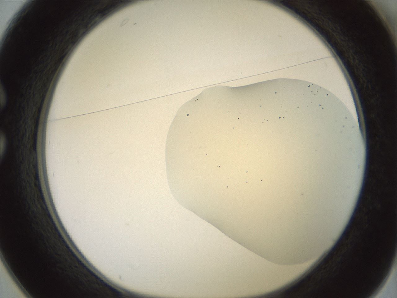 folderID16_plateID2016_batchID8964_wellNum25_profileID1_d1_r135898_ef.jpg