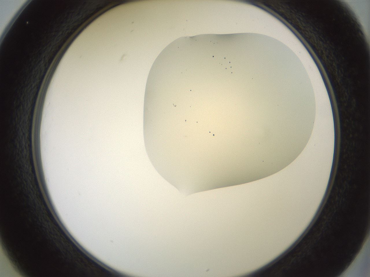 folderID16_plateID2016_batchID8964_wellNum25_profileID1_d2_r135899_ef.jpg