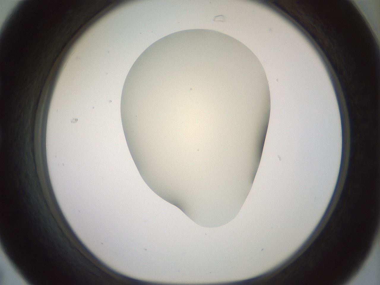 folderID16_plateID2016_batchID8964_wellNum31_profileID1_d1_r135910_ef.jpg