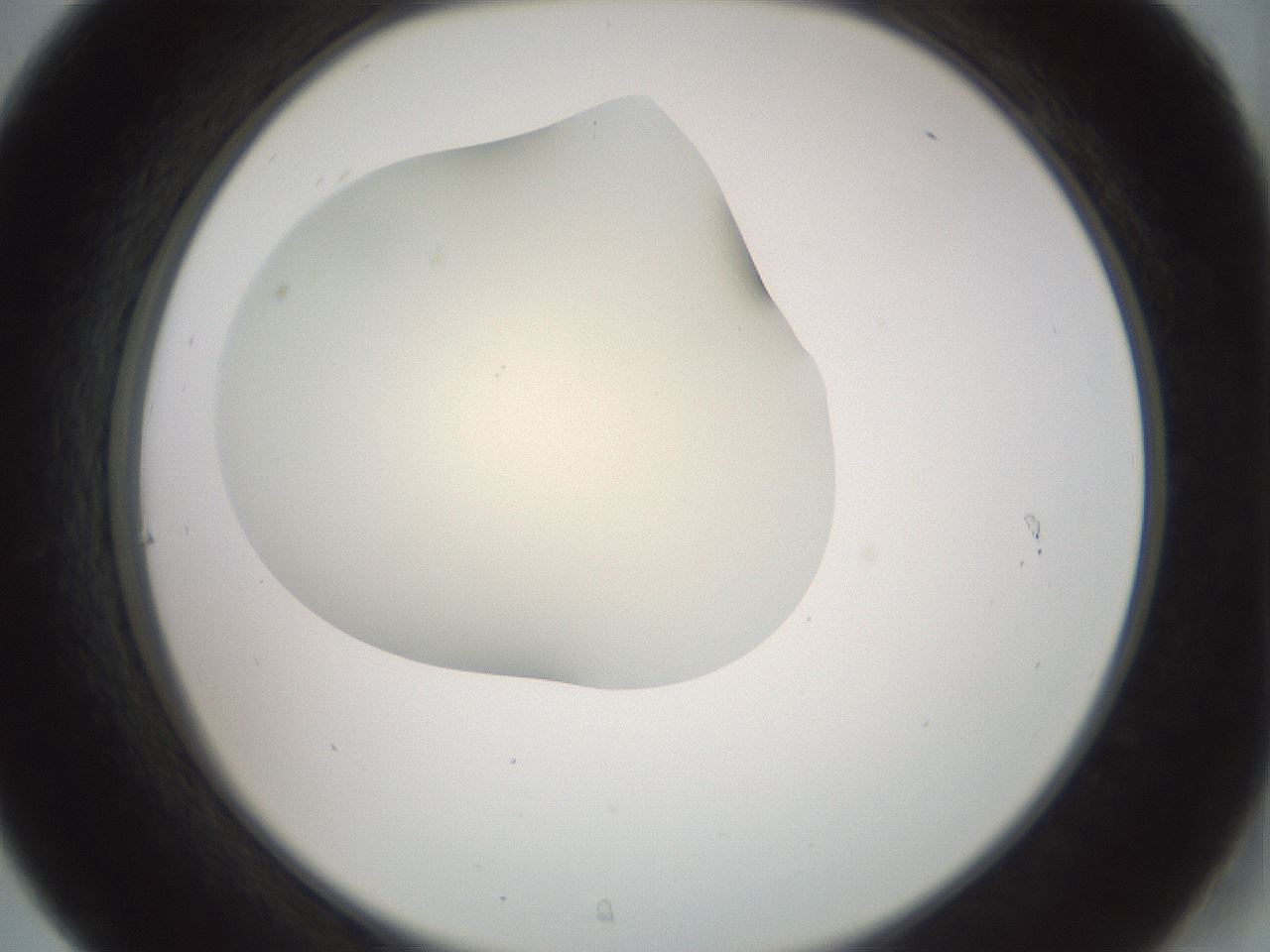 folderID16_plateID2016_batchID8964_wellNum31_profileID1_d2_r135911_ef.jpg