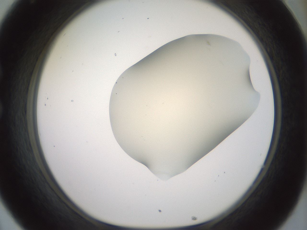folderID16_plateID2016_batchID8964_wellNum32_profileID1_d1_r135912_ef.jpg