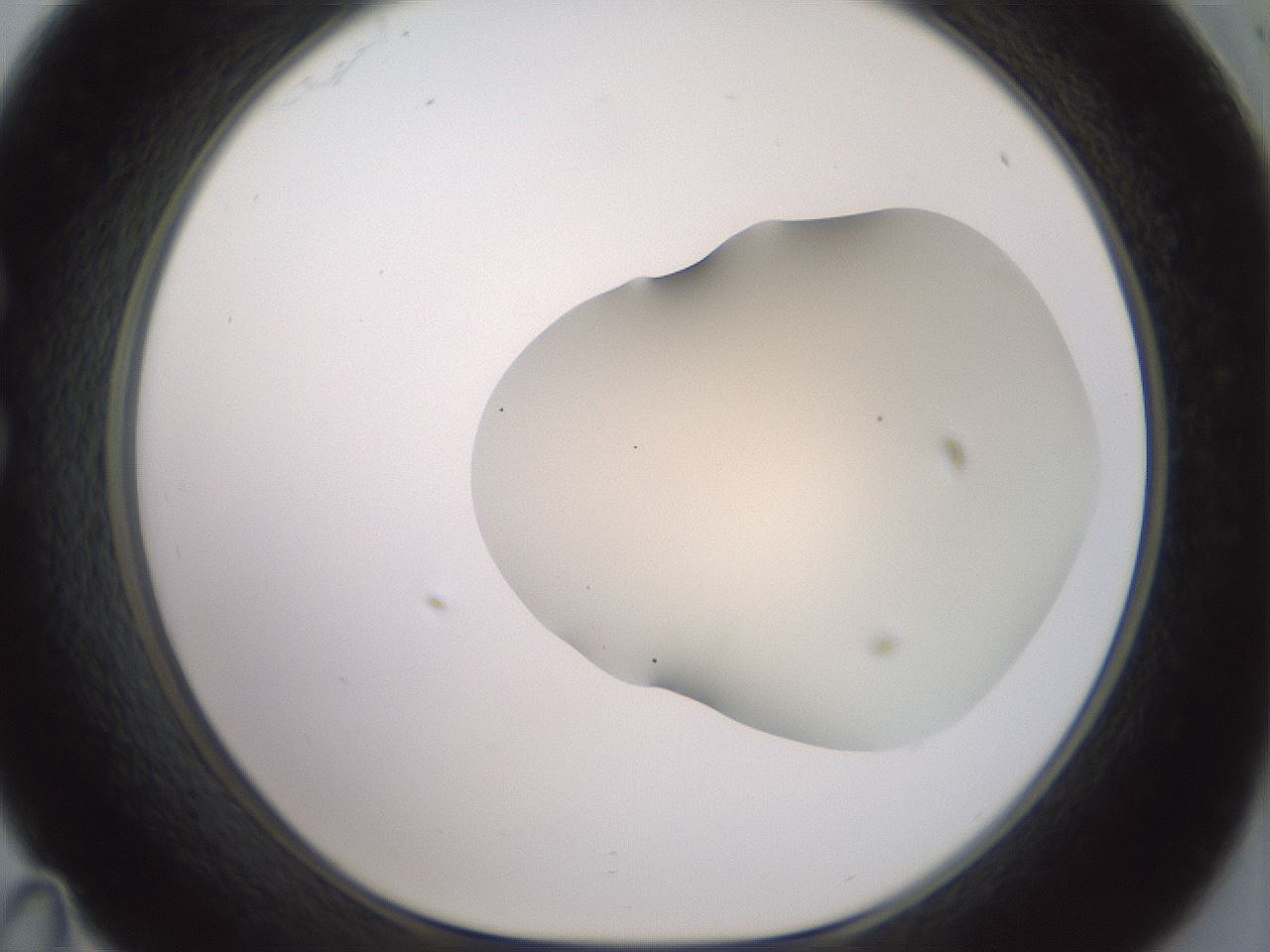 folderID16_plateID2016_batchID8964_wellNum35_profileID1_d1_r135918_ef.jpg