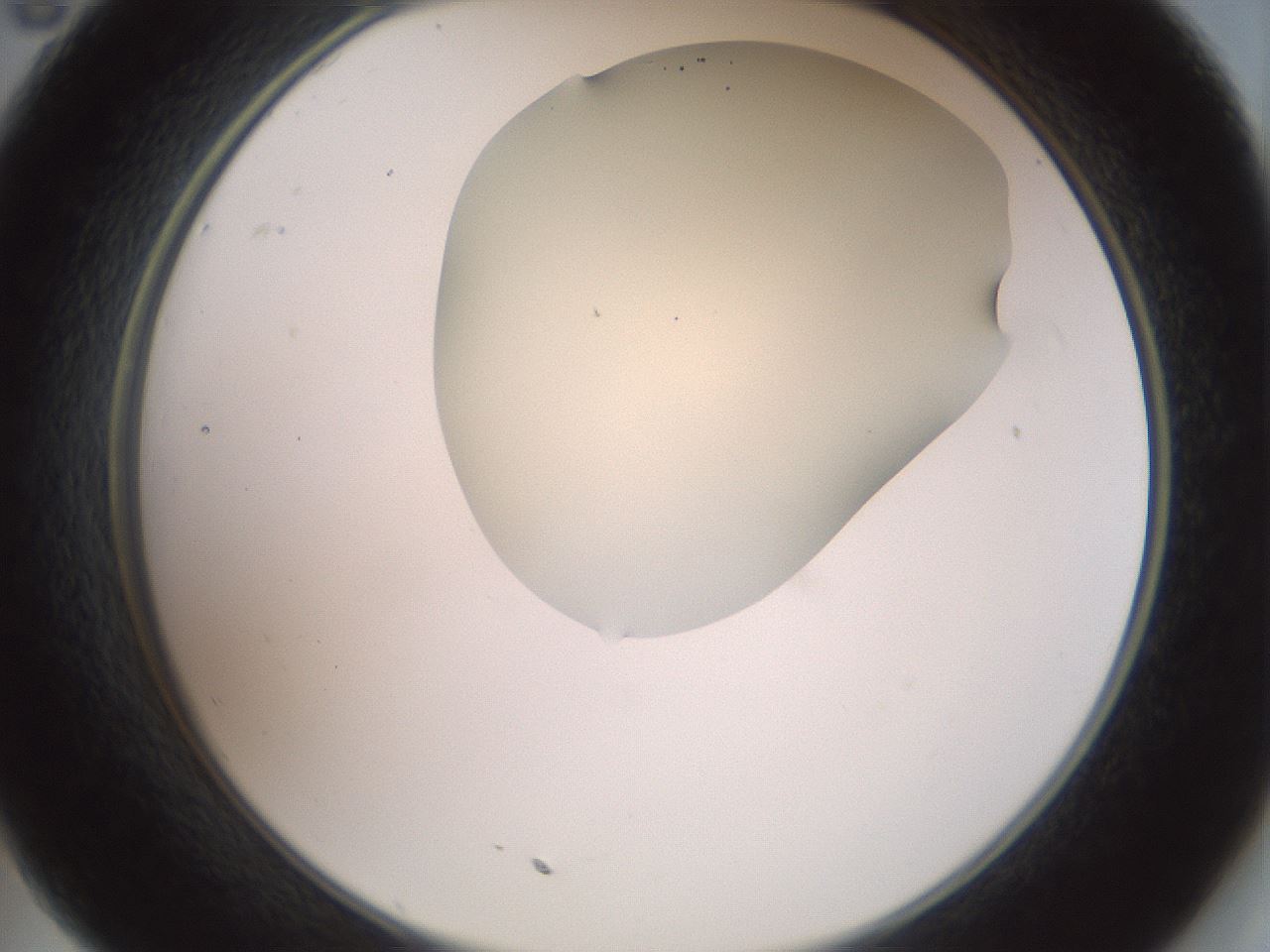 folderID16_plateID2016_batchID8964_wellNum35_profileID1_d2_r135919_ef.jpg