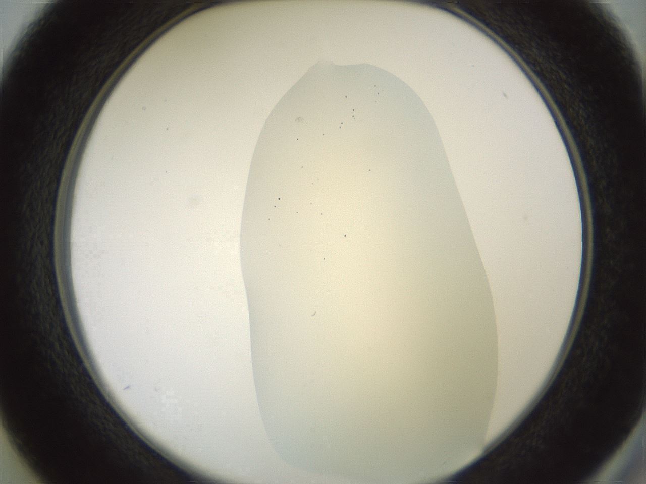 folderID16_plateID2016_batchID8964_wellNum37_profileID1_d2_r135923_ef.jpg