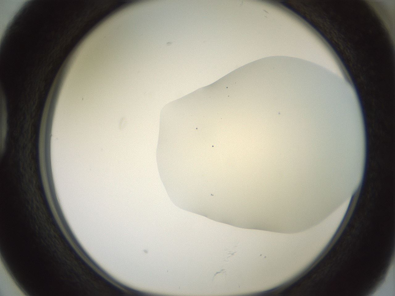 folderID16_plateID2016_batchID8964_wellNum38_profileID1_d1_r135924_ef.jpg