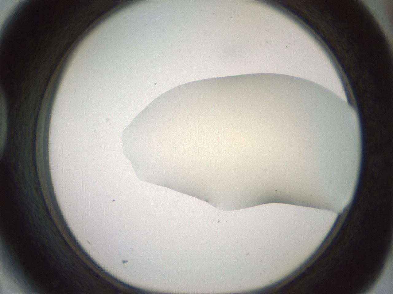 folderID16_plateID2016_batchID8964_wellNum41_profileID1_d1_r135930_ef.jpg