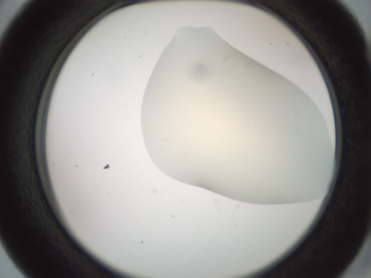 folderID16_plateID2016_batchID8964_wellNum41_profileID1_d2_r135931_ef.jpg