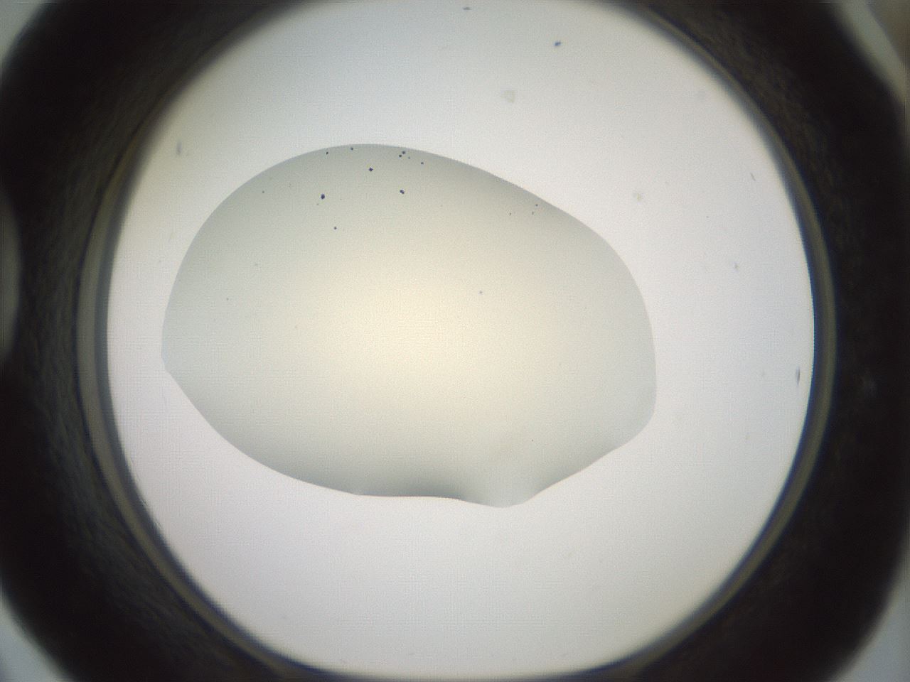 folderID16_plateID2016_batchID8964_wellNum42_profileID1_d1_r135932_ef.jpg