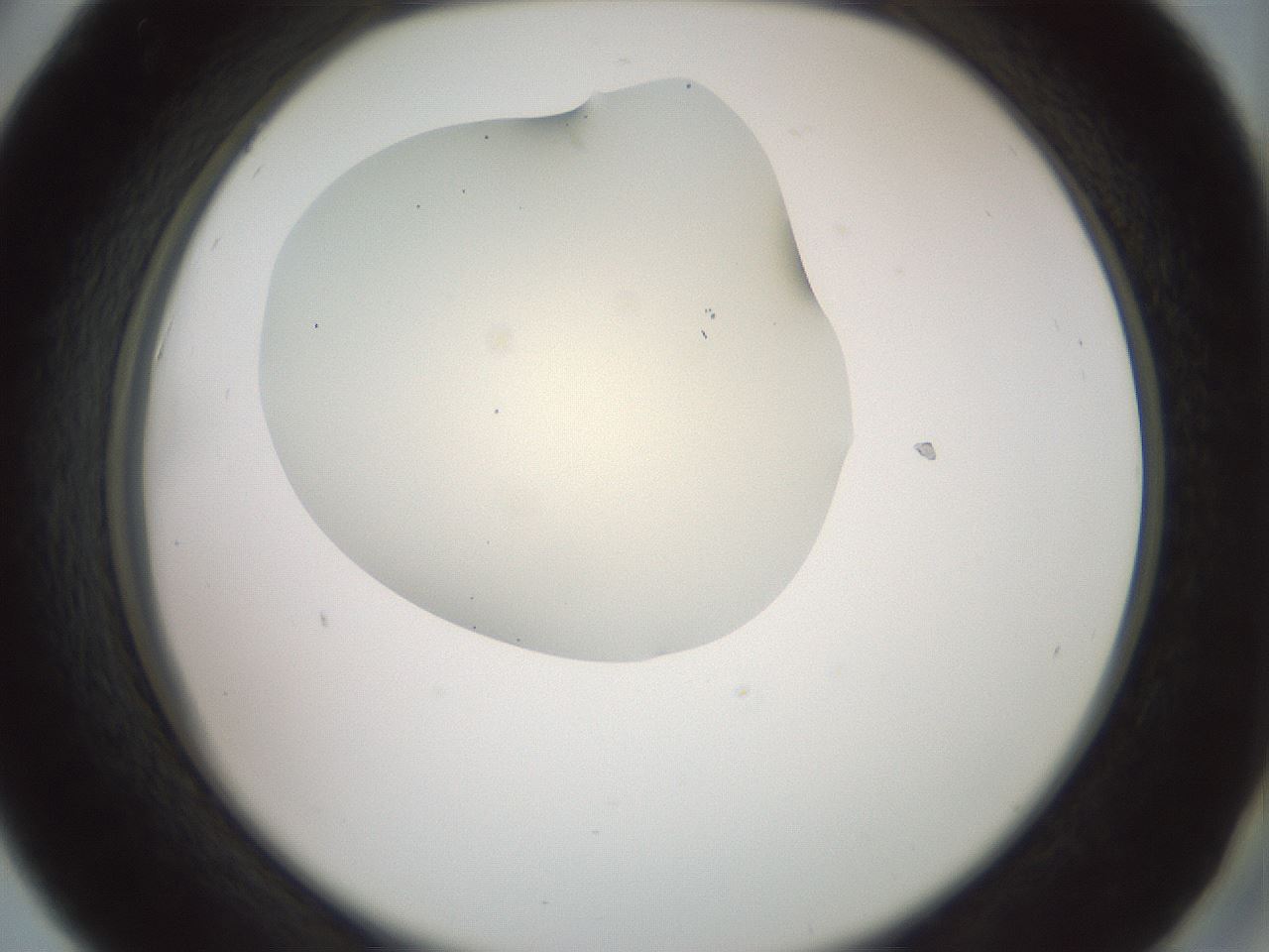 folderID16_plateID2016_batchID8964_wellNum42_profileID1_d2_r135933_ef.jpg