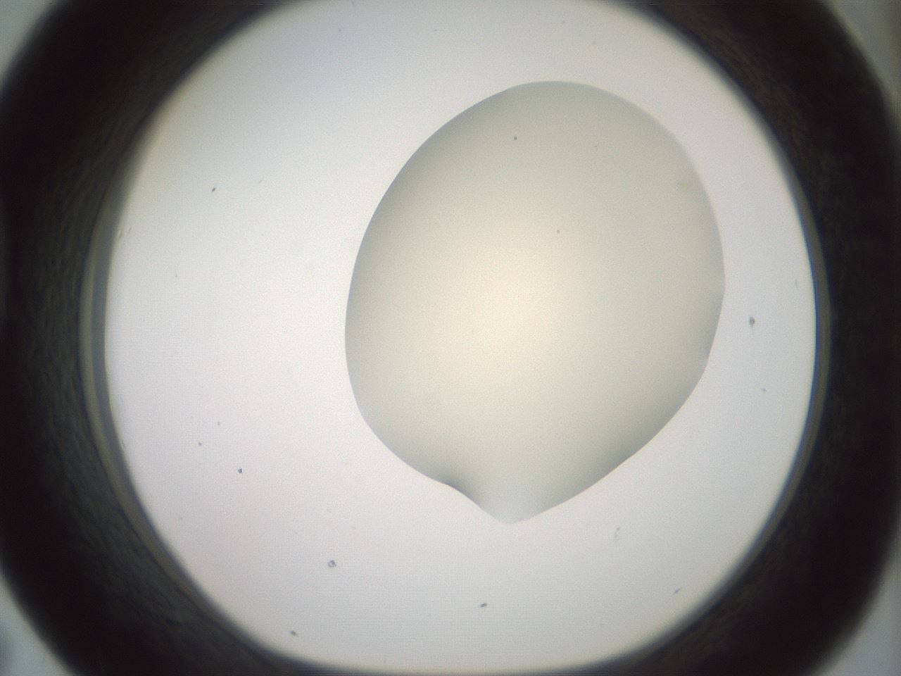 folderID16_plateID2016_batchID8964_wellNum43_profileID1_d1_r135934_ef.jpg