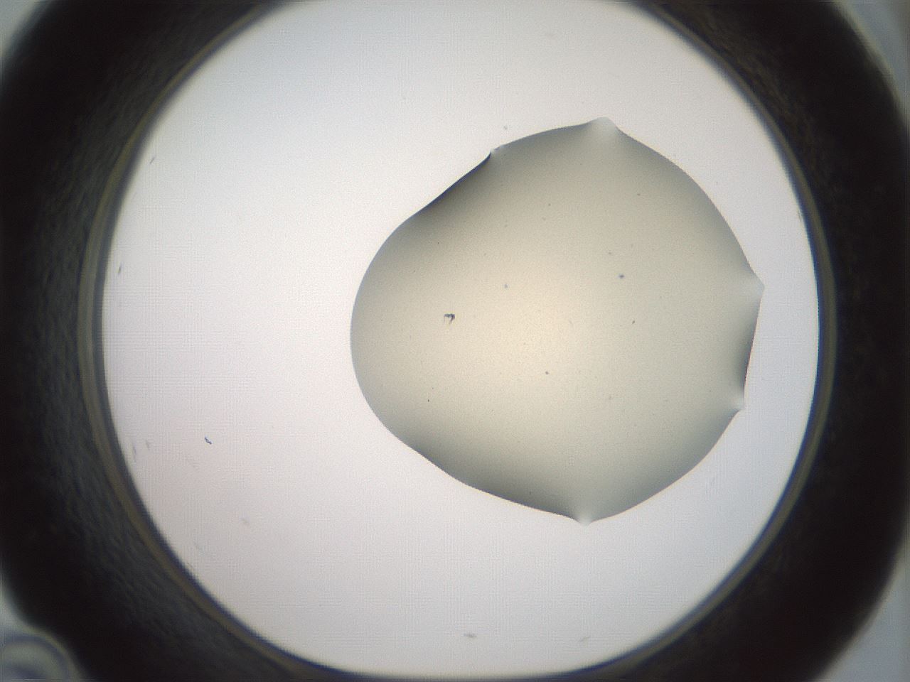 folderID16_plateID2016_batchID8964_wellNum46_profileID1_d1_r135940_ef.jpg