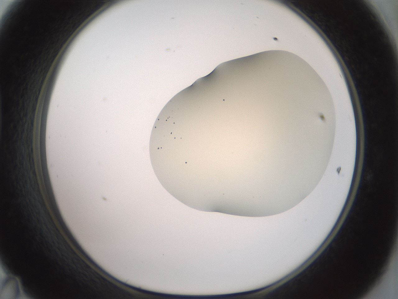 folderID16_plateID2016_batchID8964_wellNum47_profileID1_d1_r135942_ef.jpg