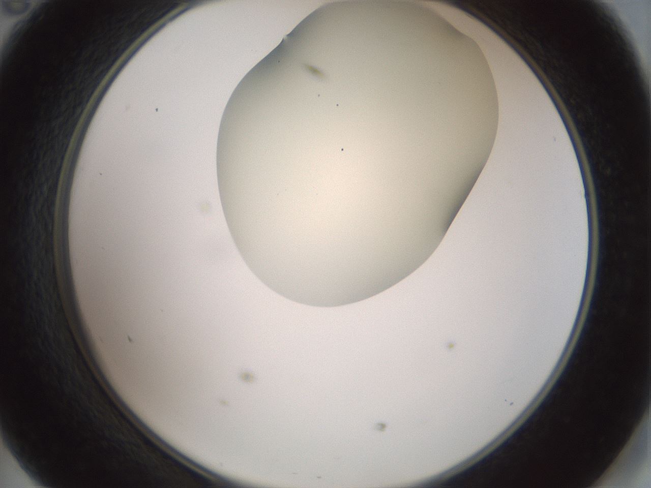 folderID16_plateID2016_batchID8964_wellNum47_profileID1_d2_r135943_ef.jpg