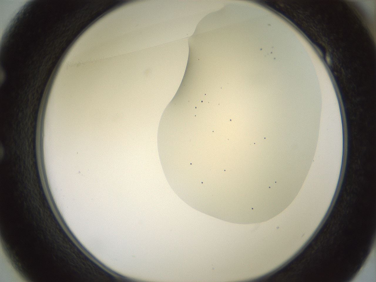 folderID16_plateID2016_batchID8964_wellNum49_profileID1_d1_r135946_ef.jpg