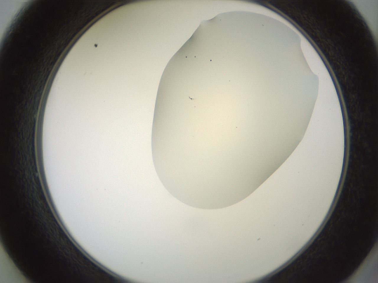 folderID16_plateID2016_batchID8964_wellNum49_profileID1_d2_r135947_ef.jpg