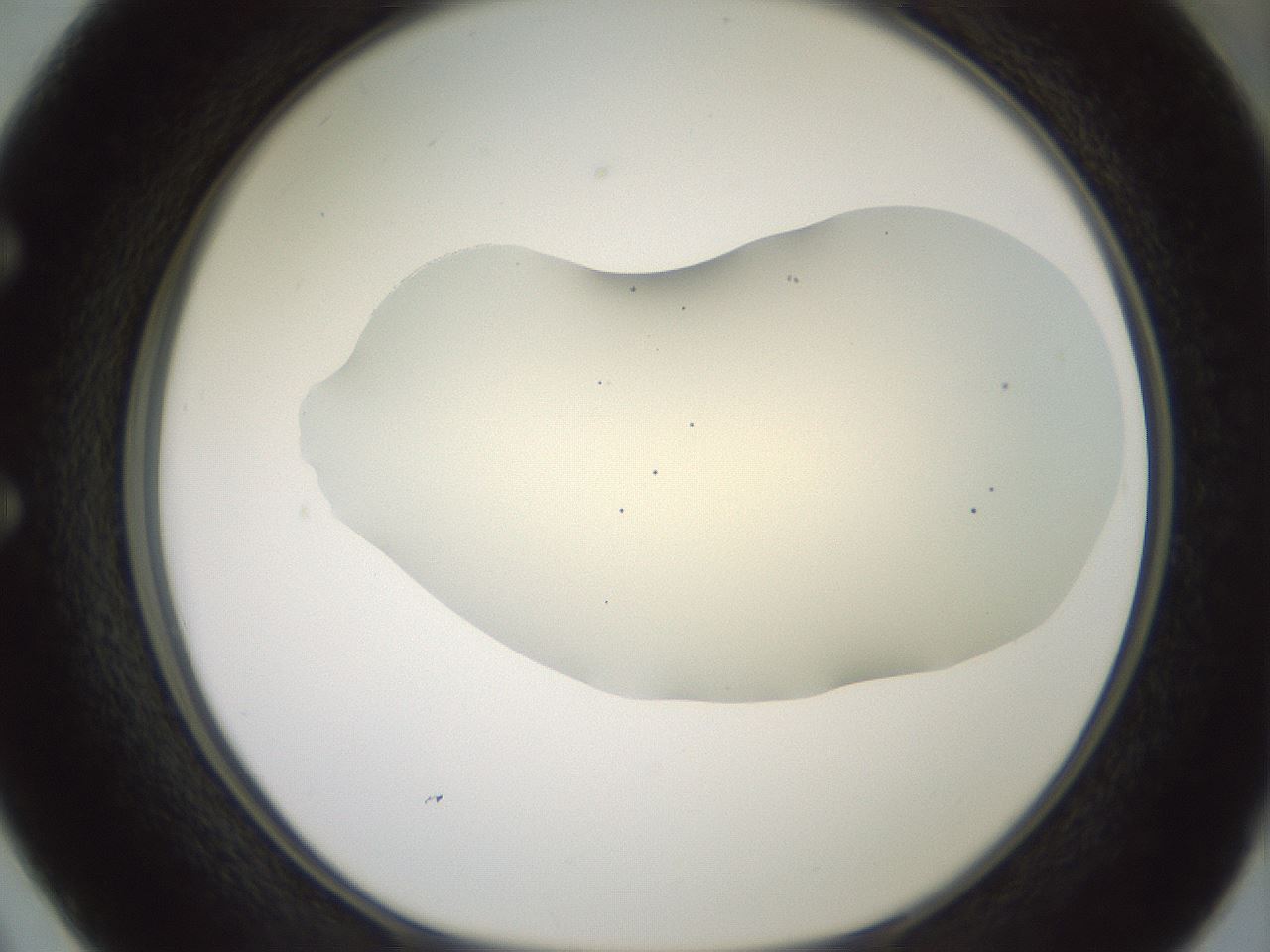 folderID16_plateID2016_batchID8964_wellNum50_profileID1_d1_r135948_ef.jpg